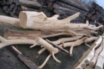 meertak als speelboom